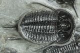 Two, Large Devil Horned Cyphaspis Trilobites - One Ventral #208381-2